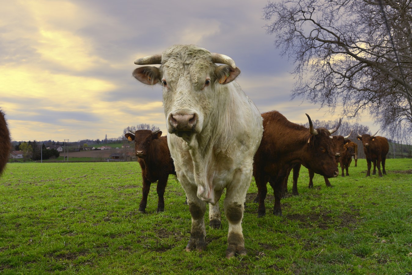 vache de salers